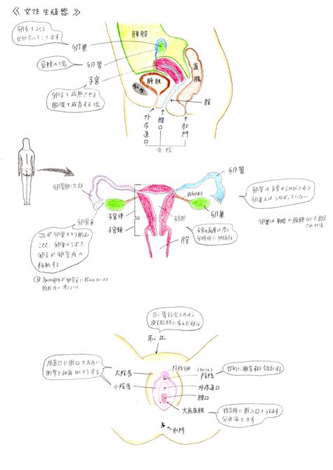 女 生殖器|図入りで分かりやすく説明。女性器の名称と役割